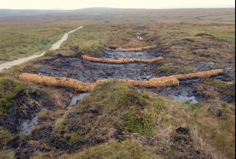 Coir Logs