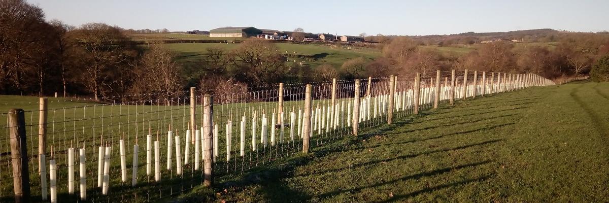 New Hedgerow planted at High Whitaker Farm