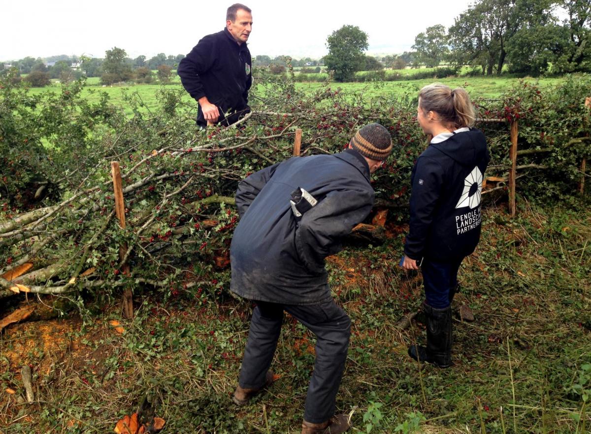 Hedgelaying