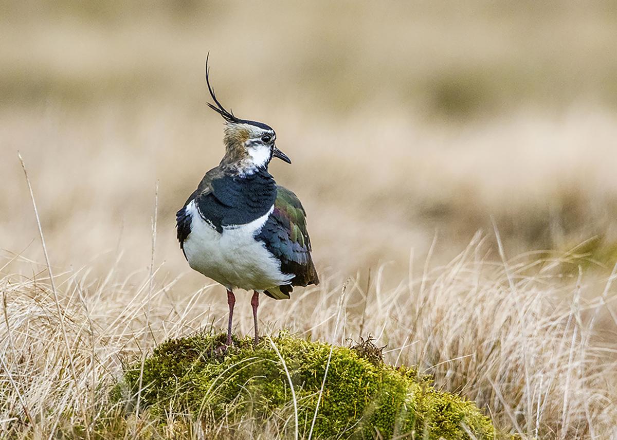 Lapwing by David Patrick