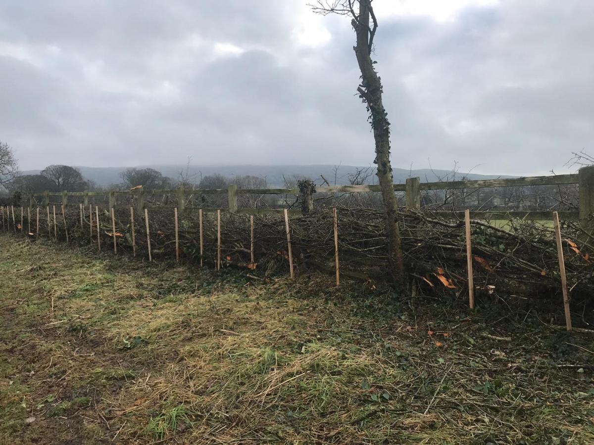 Hedgelaying at Schofield Farm, Pendleton Hedgelaying at Schofield Farm, Pendleton