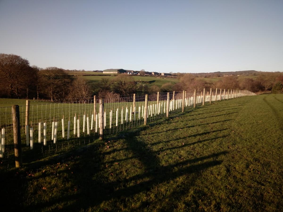 High Whitaker Farm - new hedge planted