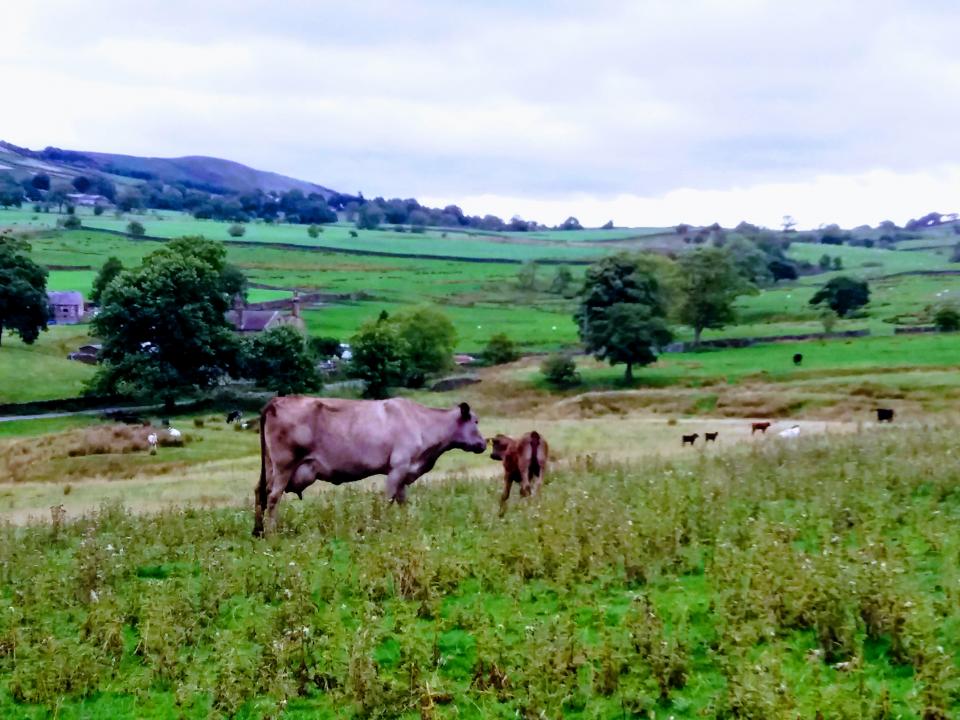 Spring cows