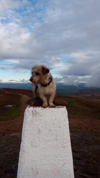 Alice bagged a trig point!