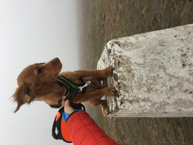 Puppy at the top of Pendle Hill