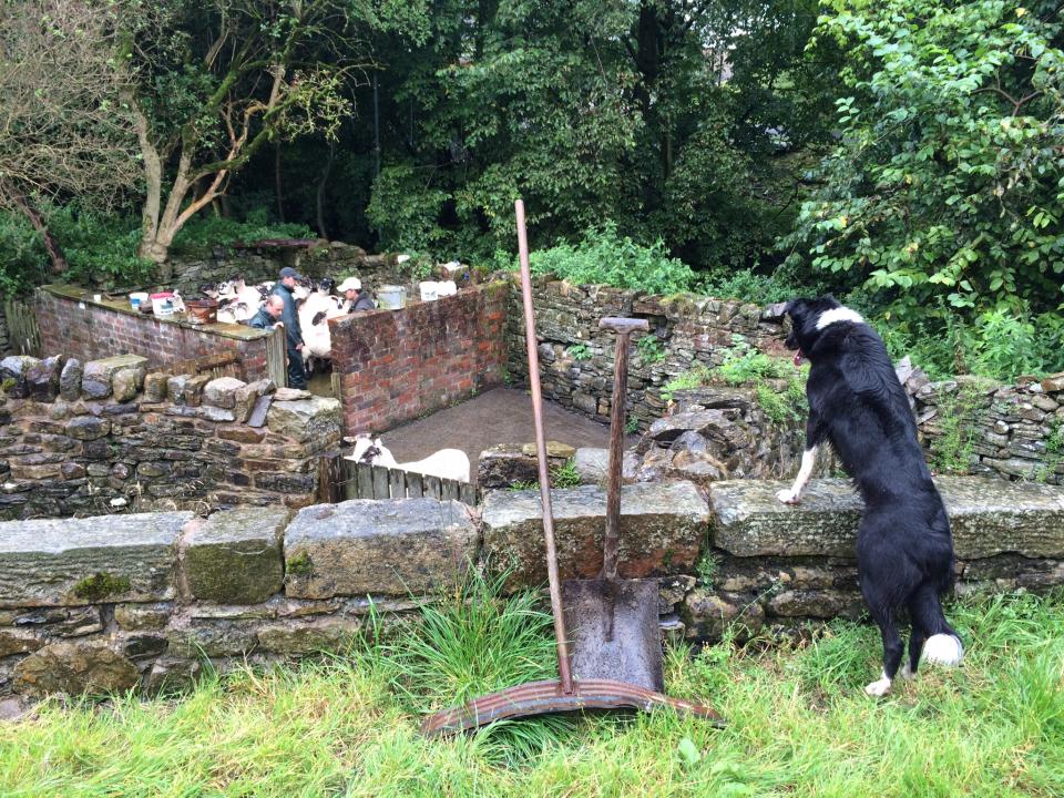 Sorting sheep at Pendleton Hall(Sarah Bolton)