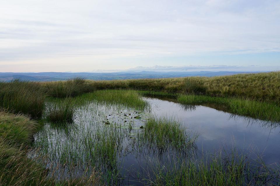 Pool with water lilies on Downham Moor and Ingleborough