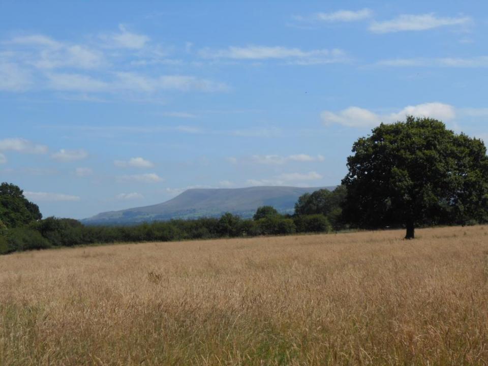 Pendle from near Dinckley
