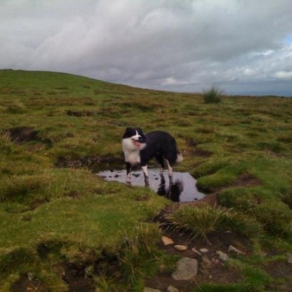 Molly Collie on top of Pendle