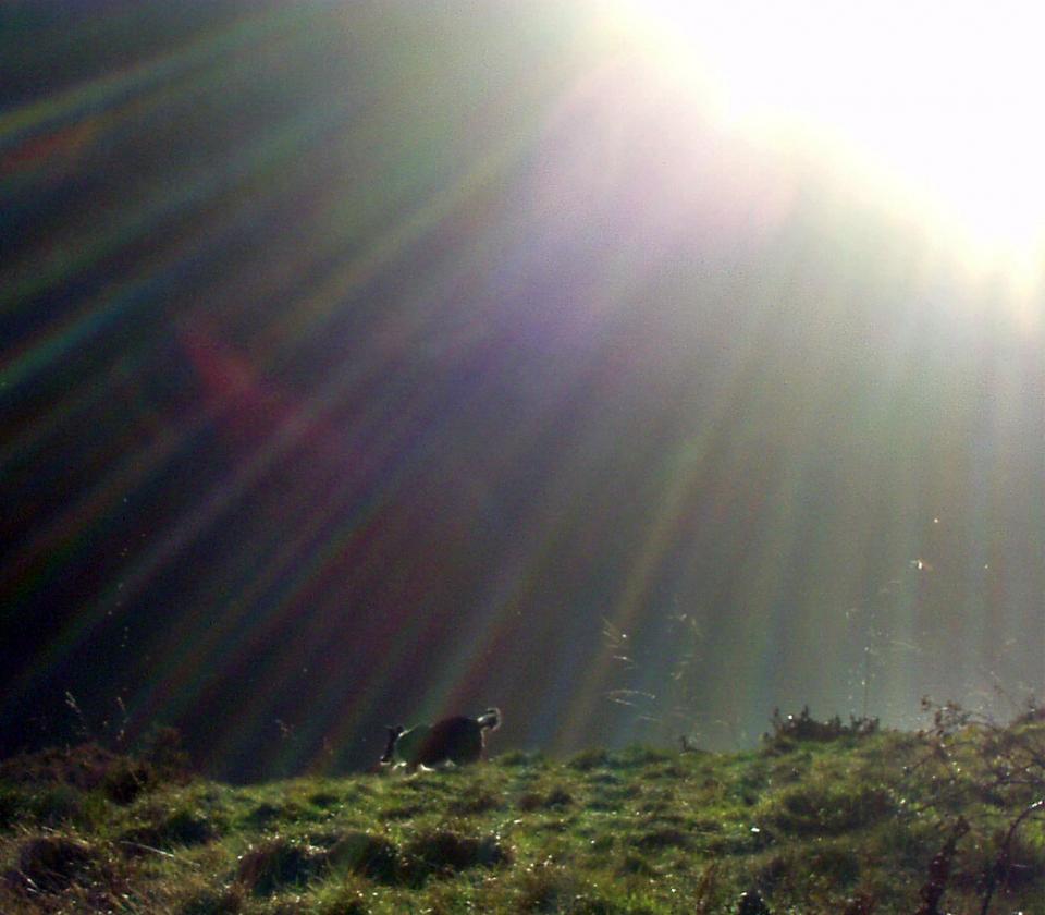 Molly Collie on top of Pendle 2