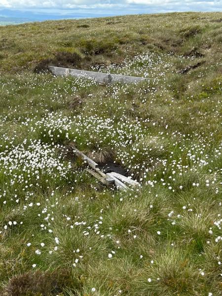 Cottongrass on Pendle Summit