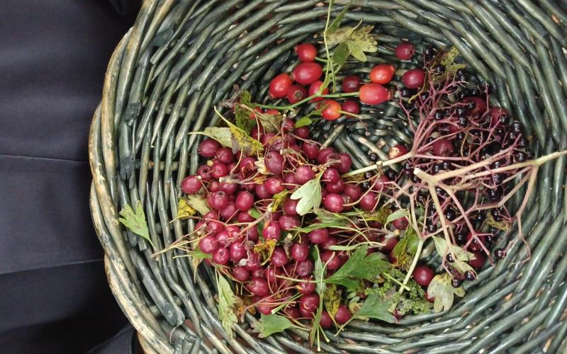 Walking Festival - Foraging with Danielle Kay