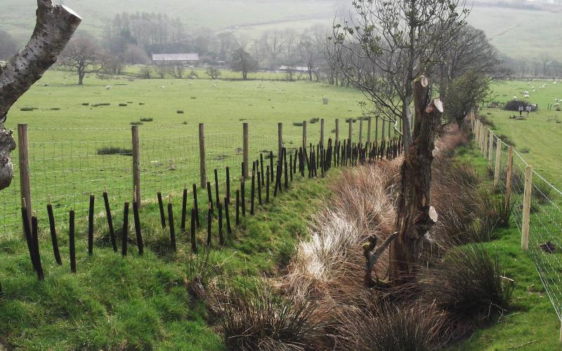 Old Hall Farm hedge planting