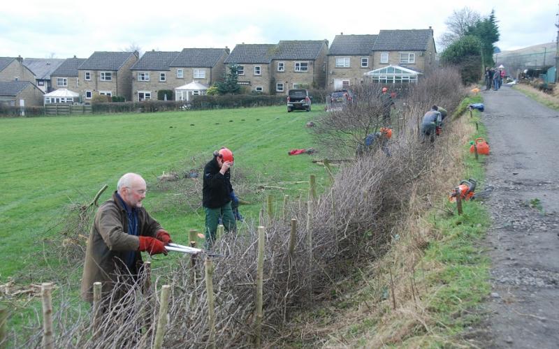 Hedge-laying competition at Cockshotts Farm Sabden