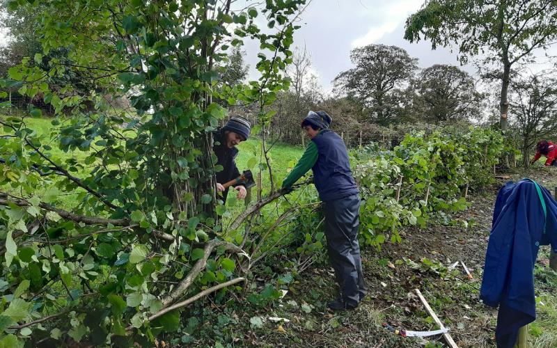 Hedge laying training at Worsaw Hill