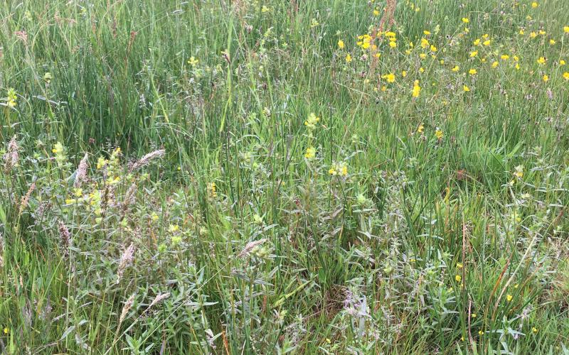 Clarion House Meadow restoration