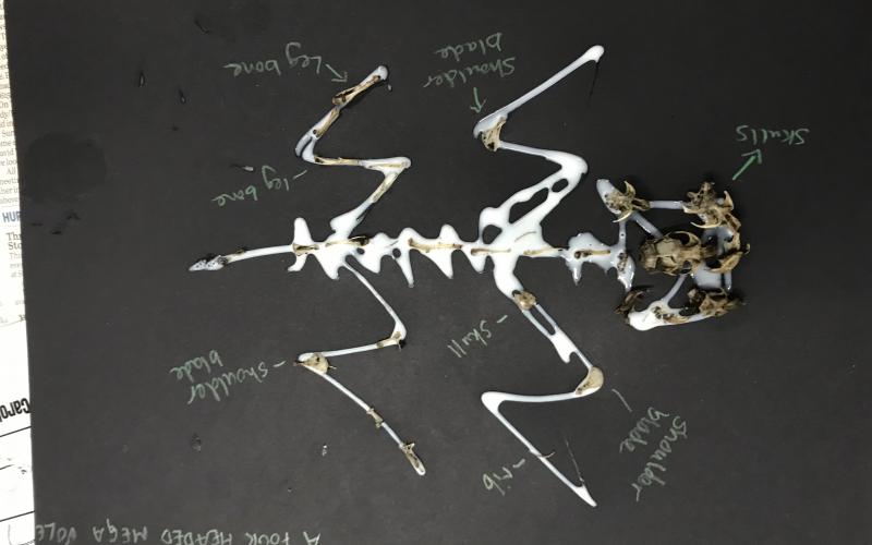 Owl pellet dissection