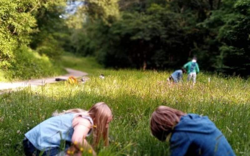 Surveying Spring Wood Wildflower Meadow