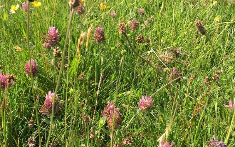 Cockshotts Farm Wildflower Meadow May 2020