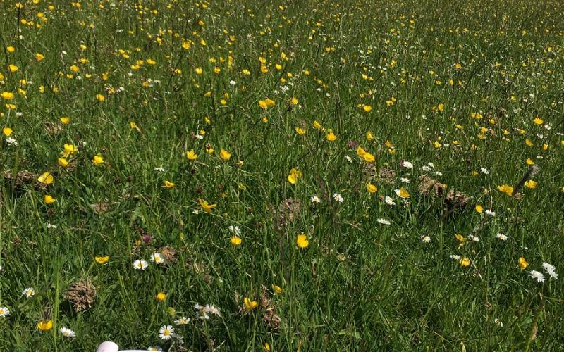 Surveying Gannel House Meadow