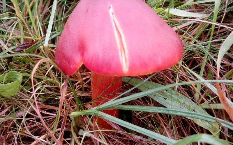 Waxcap