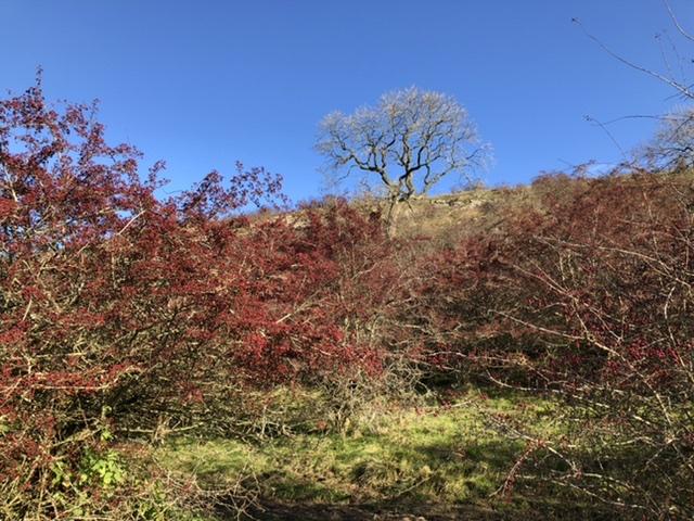 Hilltop trees