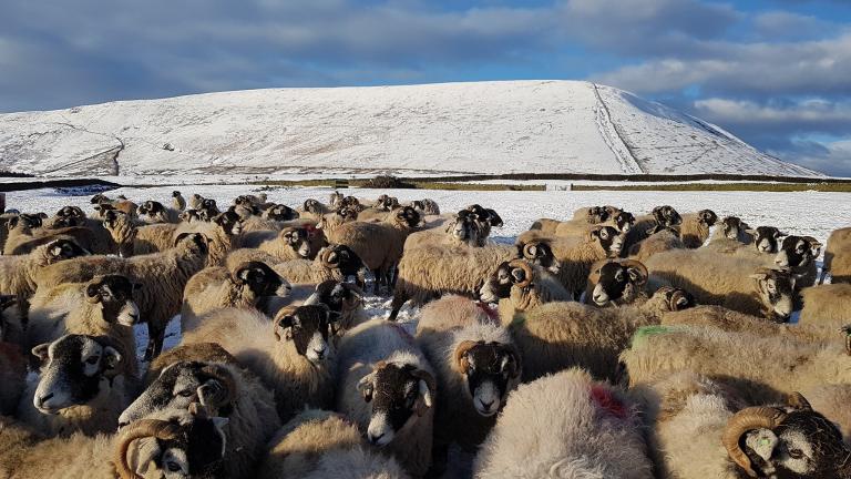 Pendle hill from Barley lane