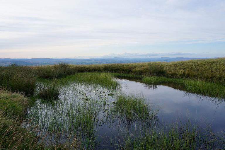 Pool with water lilies on Downham Moor and Ingleborough