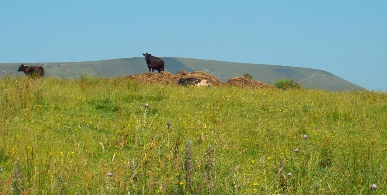 Cow on a Hill with the Hill