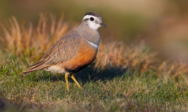 Female Dotterel on Pendle Hill