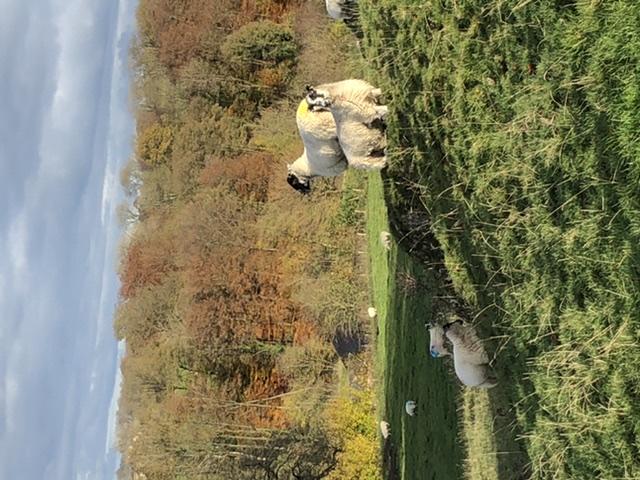 Sheep on Pixie rocks