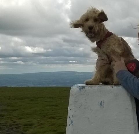 Maisie enjoying the view