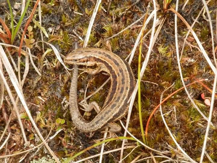 Lizard spotted on Pendle Hill