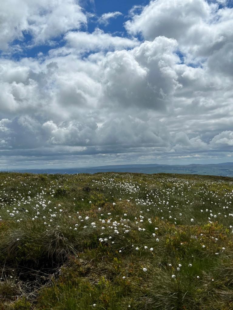 Cottongrass on Pendle Hill