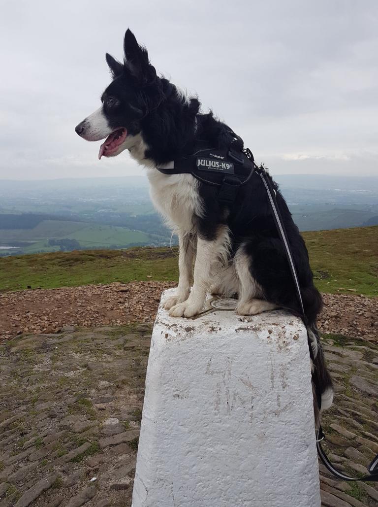 border collie gem enjoying the view