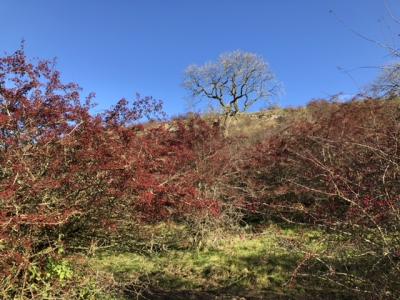 Hilltop trees © Rosemary Moore