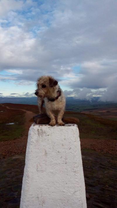 Alice bagged a trig point! 