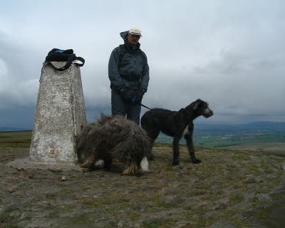 26th May 2007 . My husband , our Bearded Collie and Irsih Wolfhound puppy 