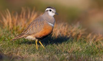 Female Dotterel on Pendle Hill © Kit Day