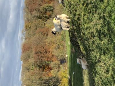 Sheep on Pixie rocks © Rosemary Moore