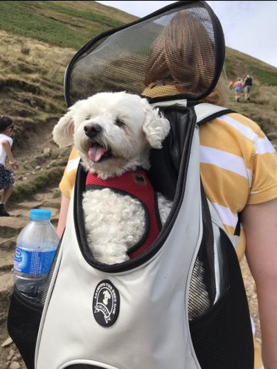 Lola grabbing a lift 