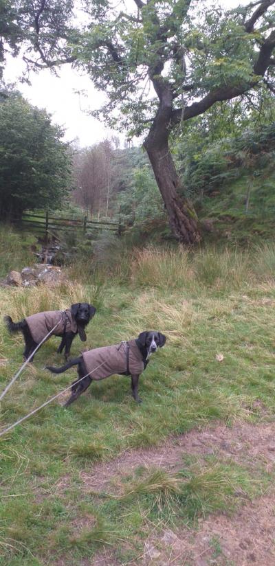 Country stroll © Angela stancliffe