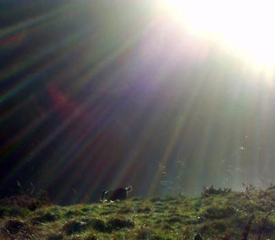 Molly Collie on top of Pendle 2 